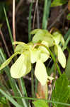 Hooded pitcherplant